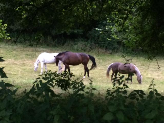 Woodmill Farm Cottage Alvington Esterno foto